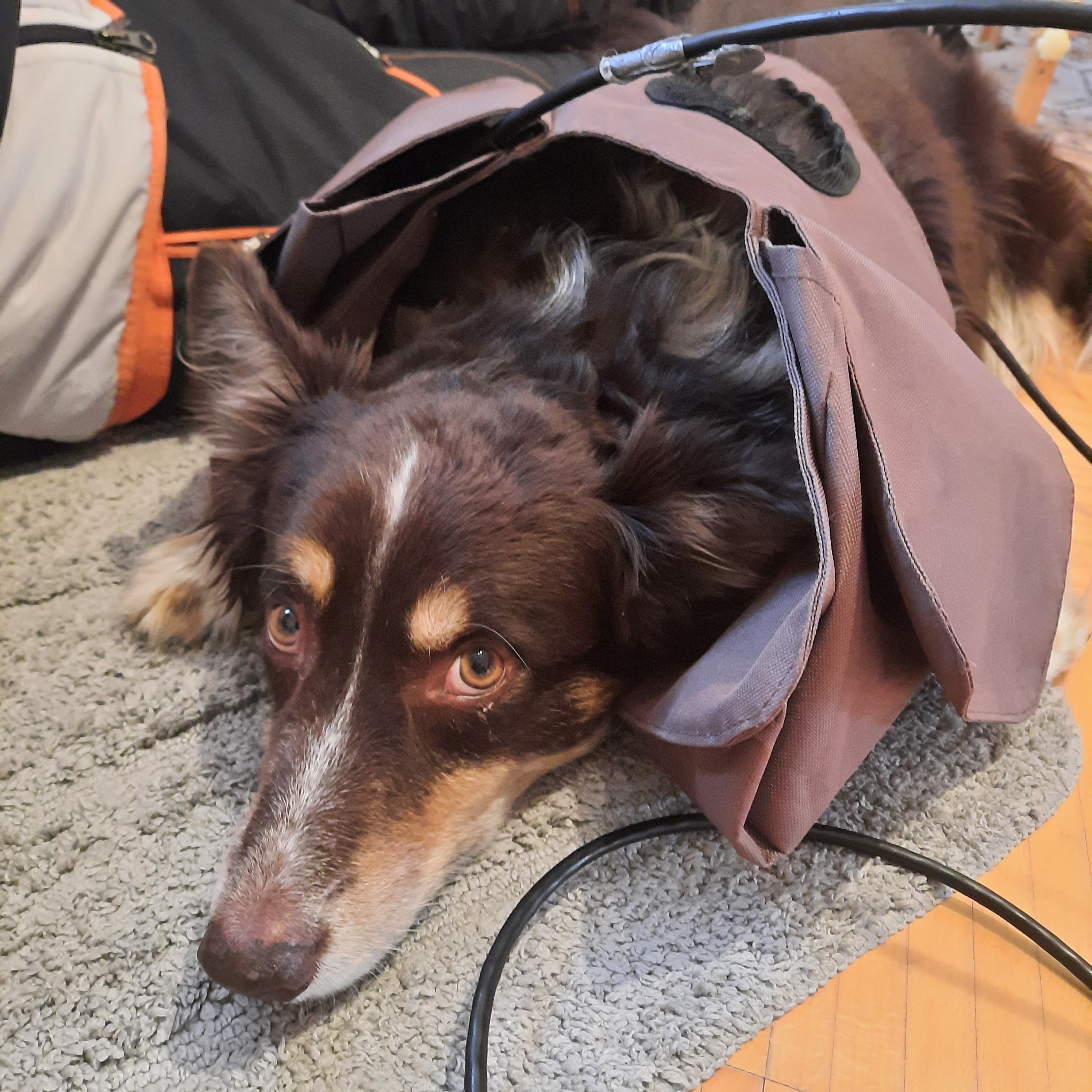 Hund entspannt bei der Bioresonanz-Anwendung