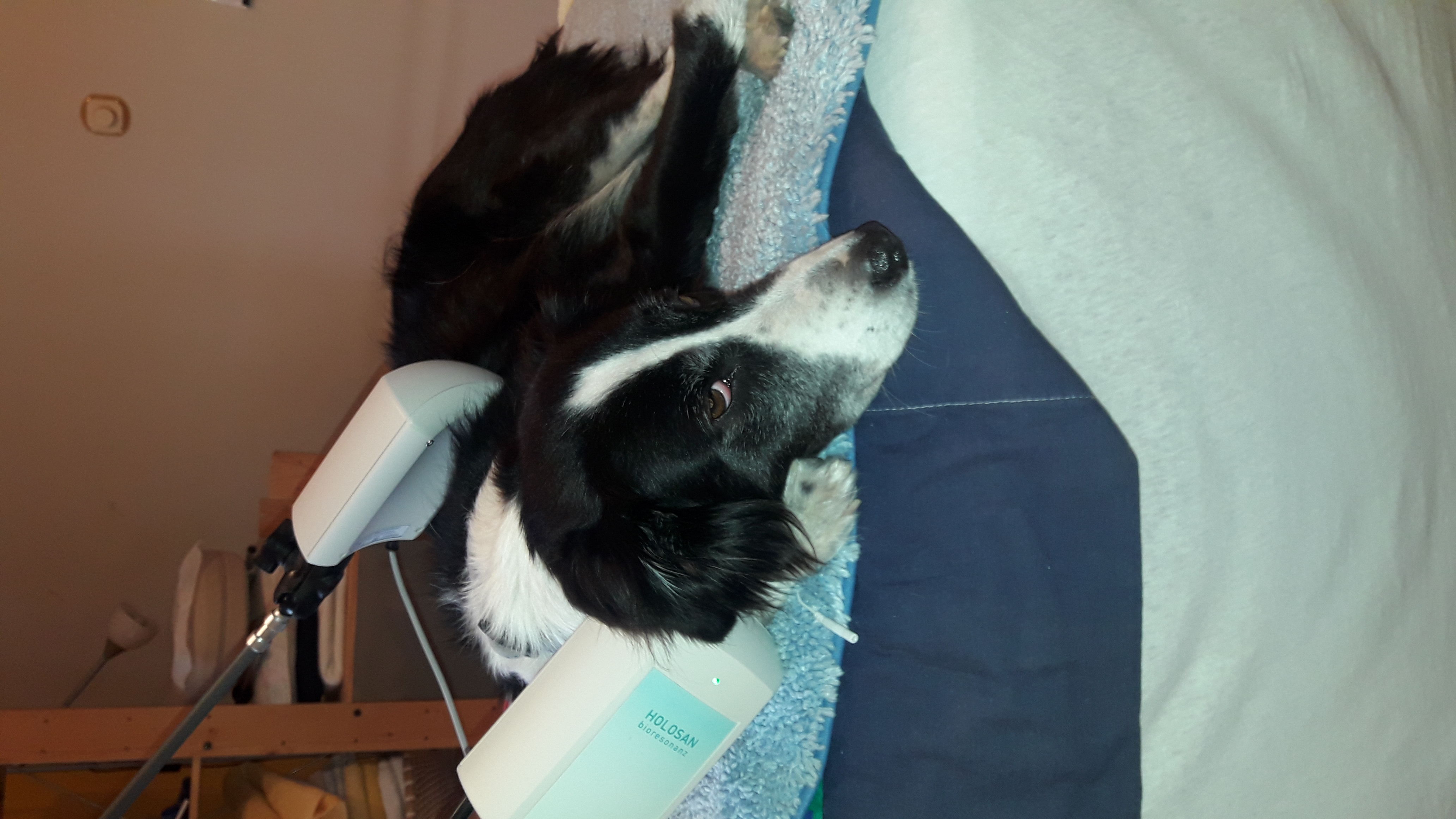 Hund entspannt auf einer Decke