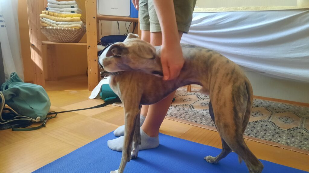 Massage & Bewegungstraining