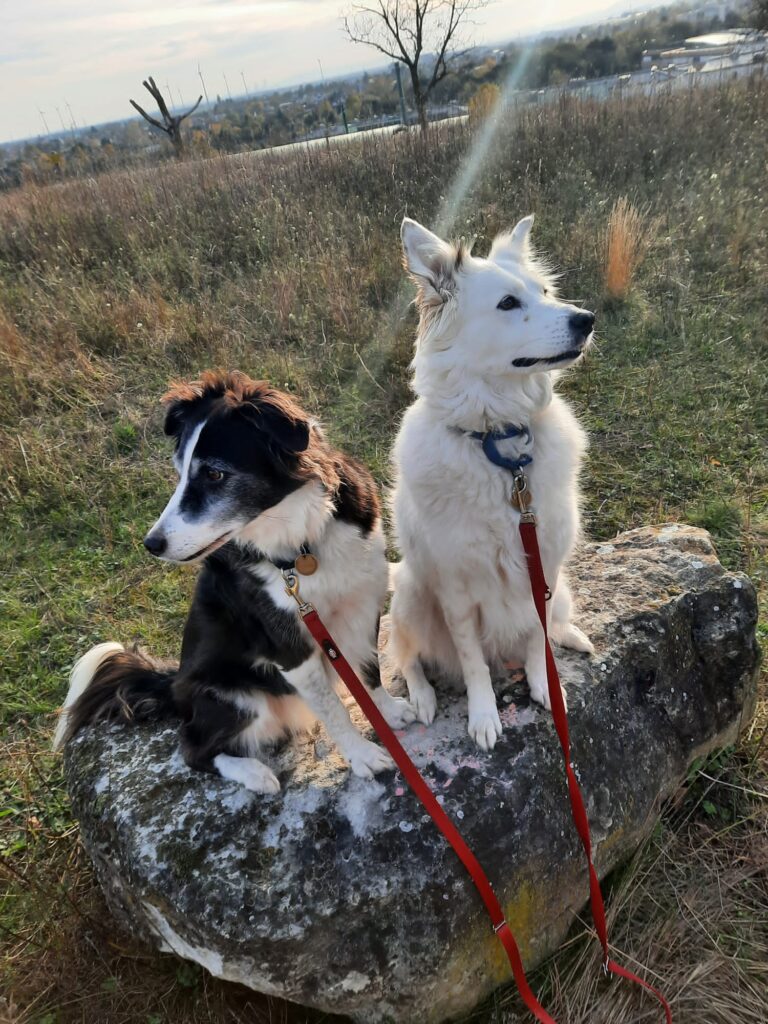 Zwei Hunde auf einem Stein in der Wiese