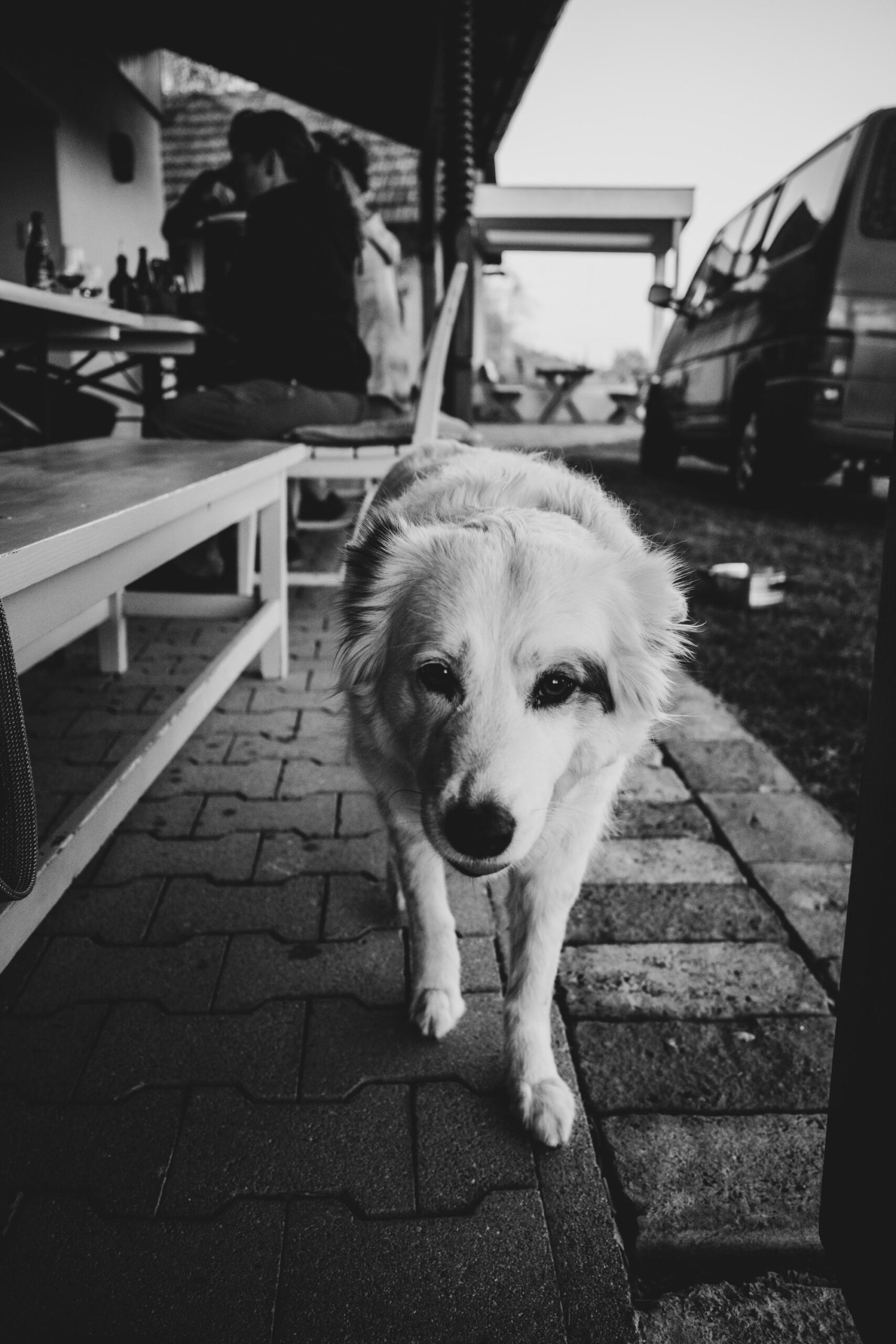 Weißer Hund kommt auf die Kamera zu
